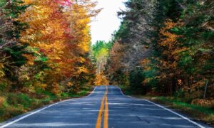 Scenic autumn forest road journey