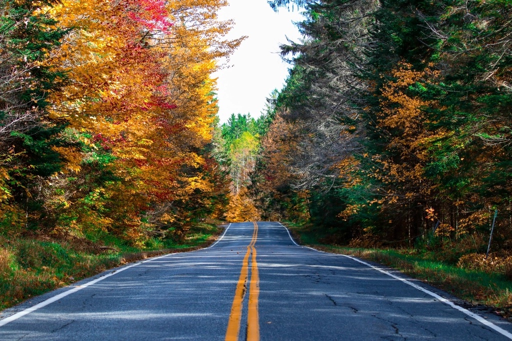 Scenic autumn forest road journey