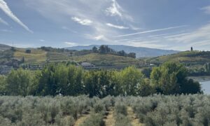 Terraced vineyards along the Douro river