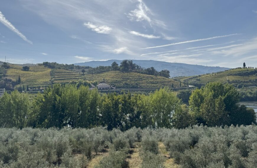 Terraced vineyards along the Douro river