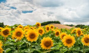 Sunflowers Flowers