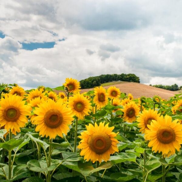 Sunflowers Flowers