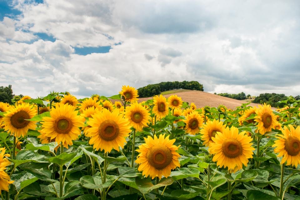 Sunflowers Flowers