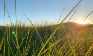 Grass Nature