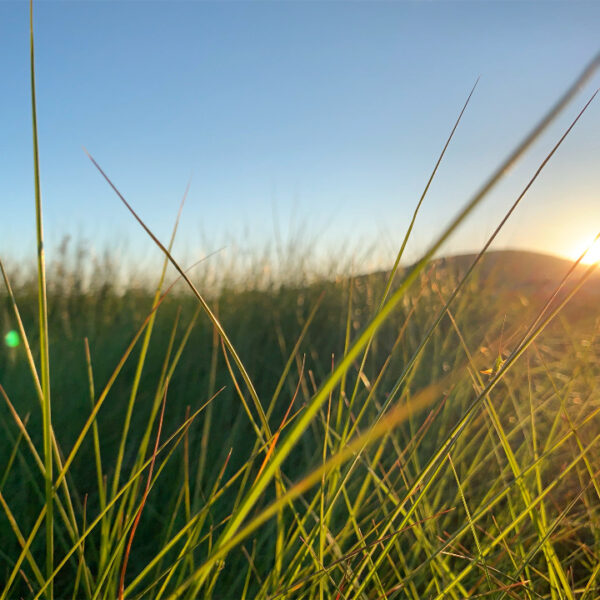 Grass Nature