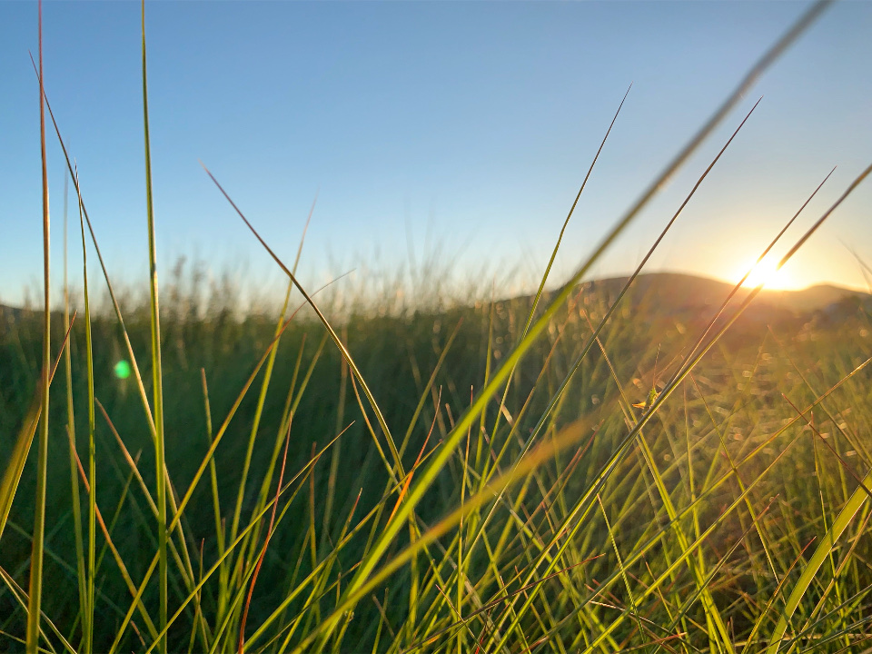 Grass Nature
