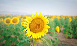 Large Sunflower
