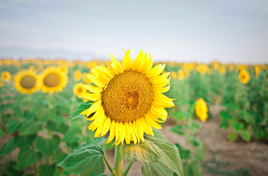 Large Sunflower