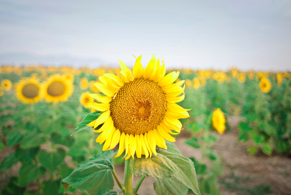 Large Sunflower