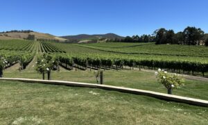 A lush vineyard stretches across rolling hills under a clear blue sky. Rows of grapevines are neatly aligned, with a few flowering bushes along the edge. Trees border the vineyard, enhancing the serene rural landscape.