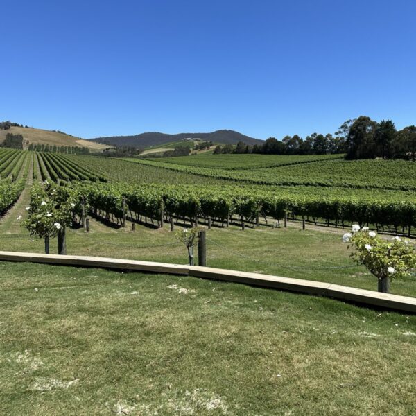 A lush vineyard stretches across rolling hills under a clear blue sky. Rows of grapevines are neatly aligned, with a few flowering bushes along the edge. Trees border the vineyard, enhancing the serene rural landscape.