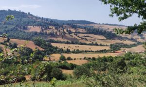 A panoramic view of rolling hills with green forests, golden fields, and a winding path leading to small rural buildings under a bright sky.