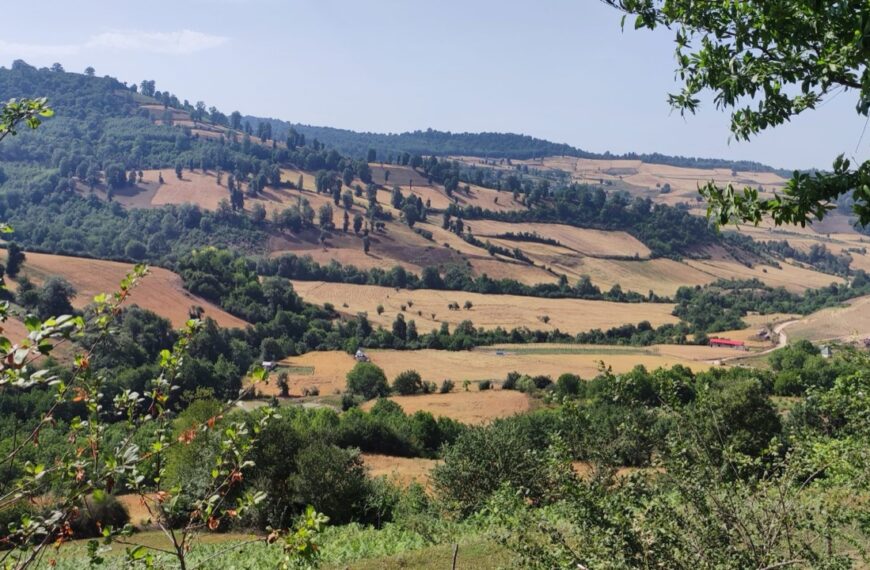 A panoramic view of rolling hills with green forests, golden fields, and a winding path leading to small rural buildings under a bright sky.